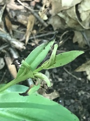 Galearis spectabilis