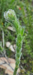 Pimelea octophylla
