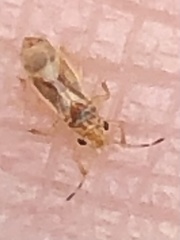 Thaumastocoris