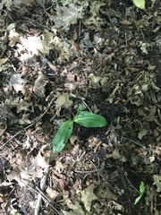 Galearis spectabilis