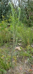 Pimelea octophylla