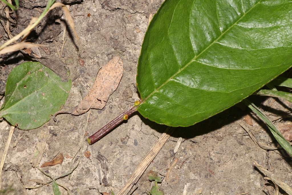 Almond and plum bud gall mite