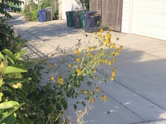 Rudbeckia laciniata