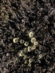 Cladonia chlorophaea