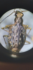 Opisthius richardsoni
