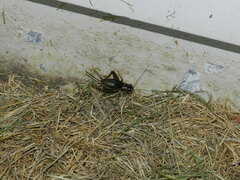 Velarifictorus micado