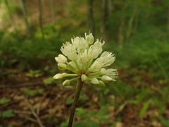 Allium tricoccum