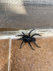 Amblyocarenum walckenaeri