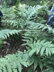 Dryopteris goldieana