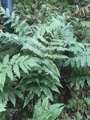 Dryopteris goldieana