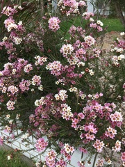 Chamelaucium uncinatum