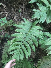 Dryopteris goldieana