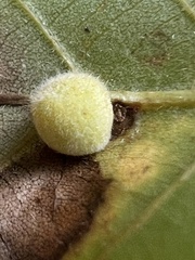 Caryomyia persicoides