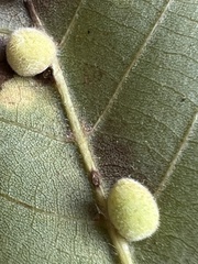 Caryomyia persicoides