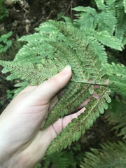 Dryopteris goldieana