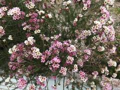 Chamelaucium uncinatum