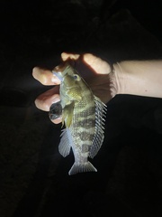 Centropristis striata