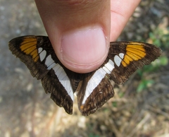Adelpha serpa