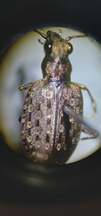 Opisthius richardsoni