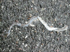 Coluber constrictor constrictor