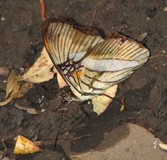 Adelpha serpa