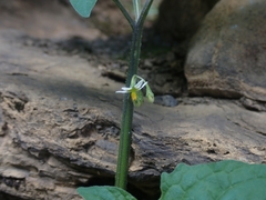 Solanum emulans