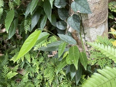 Sohmaea zonata