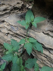 Solanum emulans
