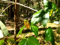 Passiflora herbertiana