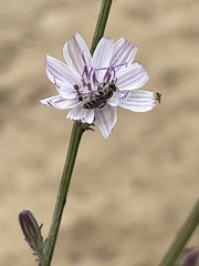 Perdita