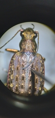 Opisthius richardsoni