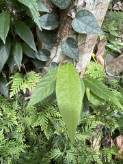 Sohmaea zonata