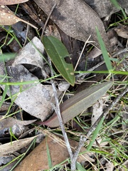 Cryptostylis leptochila