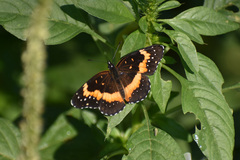 Chlosyne lacinia adjutrix