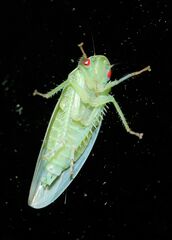 Gyponana octolineata
