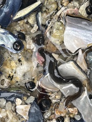 Cebidichthys violaceus