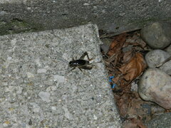 Velarifictorus micado