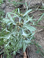 Gnaphalium uliginosum