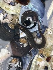 Cebidichthys violaceus