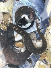 Cebidichthys violaceus