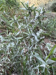 Gnaphalium uliginosum