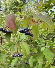 Cornus amomum