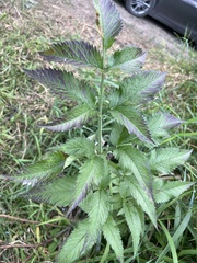 Cicuta douglasii