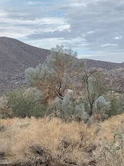 Psorothamnus spinosus