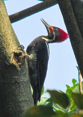 Dryocopus lineatus