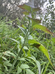 Cicuta douglasii