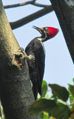 Dryocopus lineatus