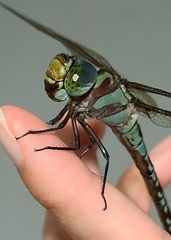 Coryphaeschna ingens