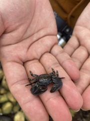 Petrolisthes cinctipes