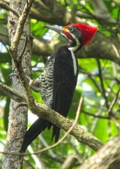 Dryocopus lineatus